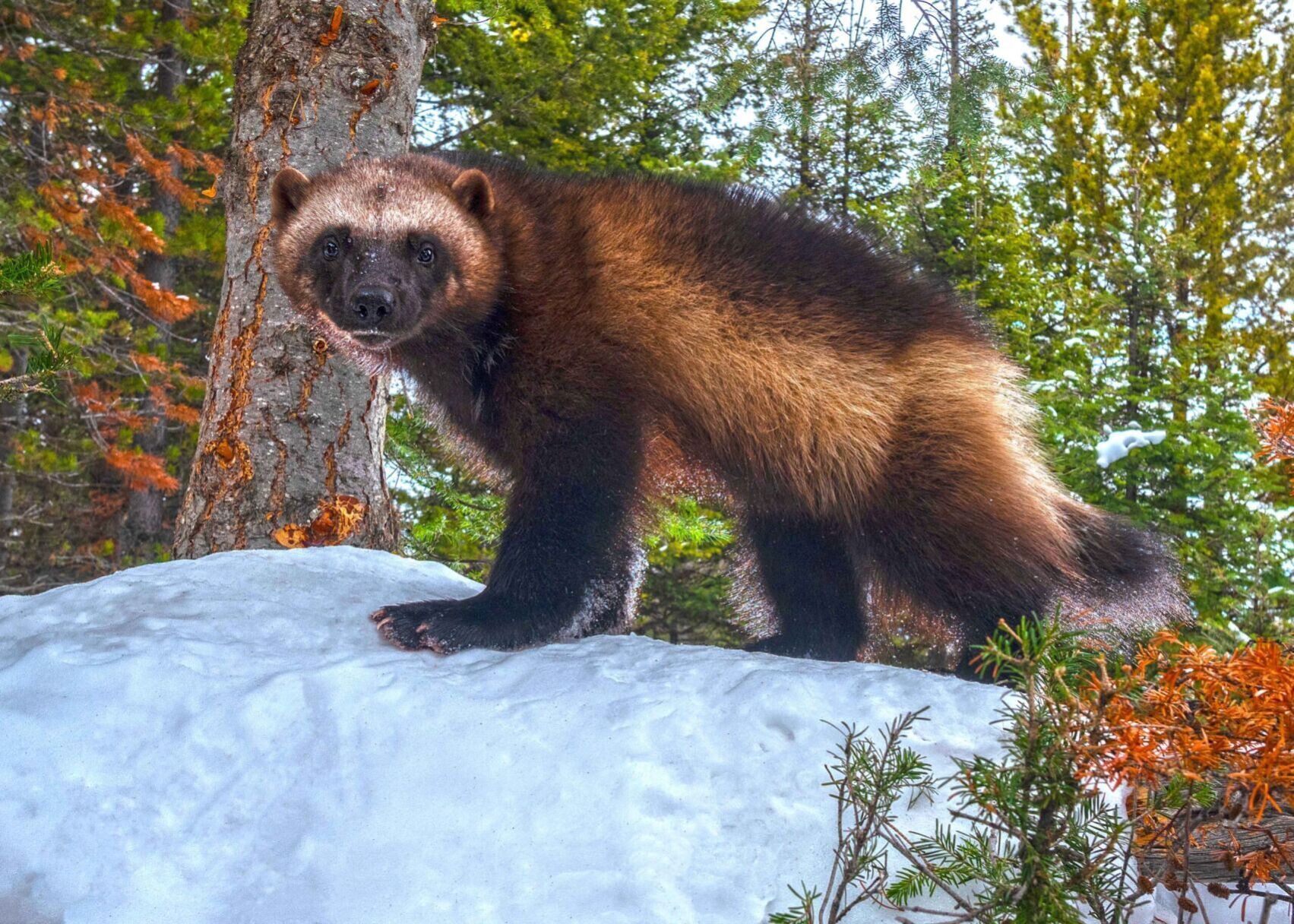 ESA@50 wolverine